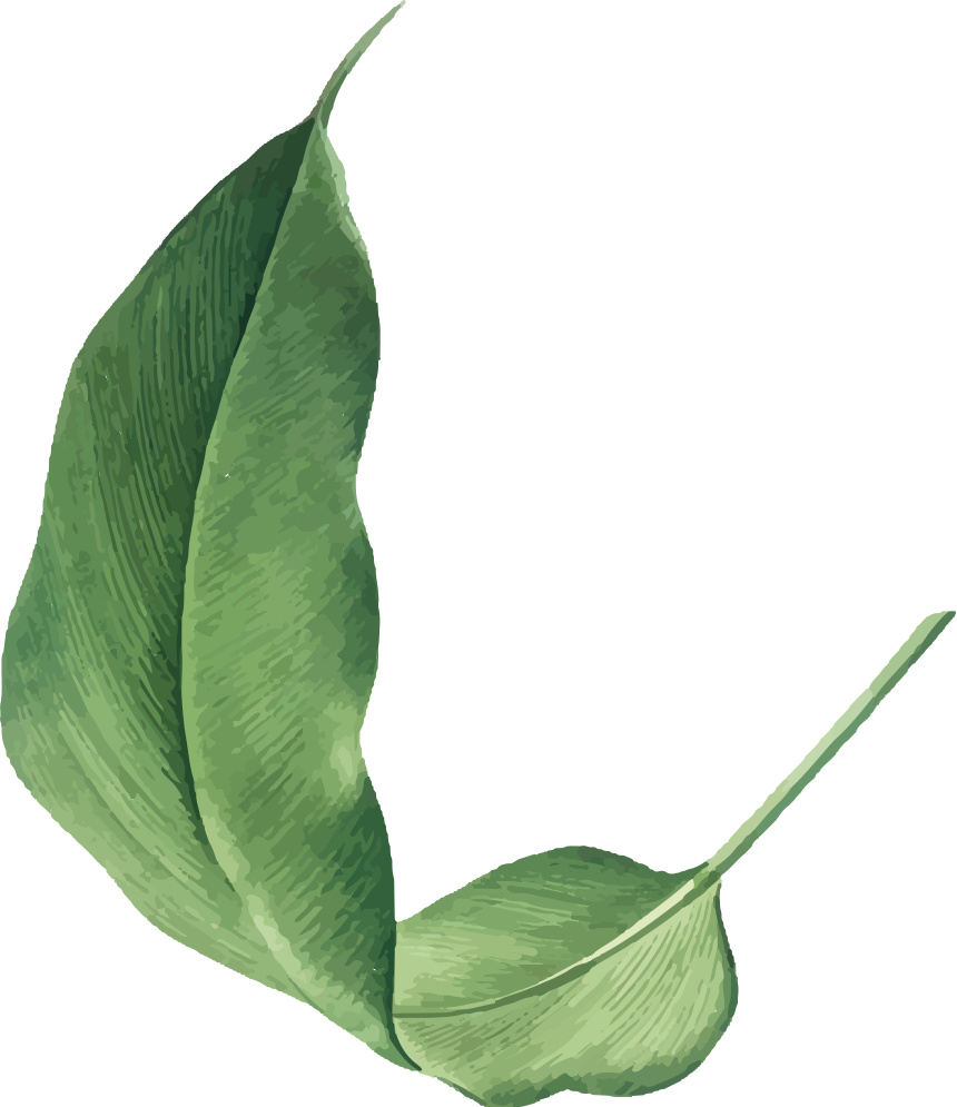 Green leaf drawing png file