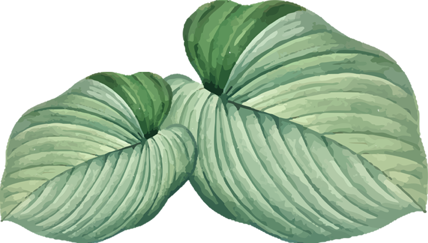 Two green leaves drawing png file